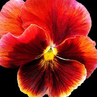 Тонкий запах, как шёпот, едва уловимый  © :: Hope 