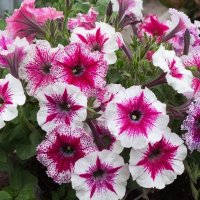 цветы :: МАРИЯ ПОПОВА