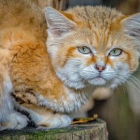 барханный кот :: Аркадий Лаптенко