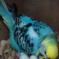 Ну , что вы там ? :) :: Валерий Кокорев