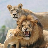 Не сердись , папа... :: Валерий Кокорев