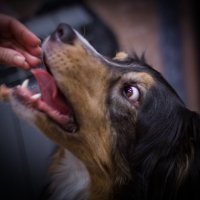 кусь :: Артём Евтюхов