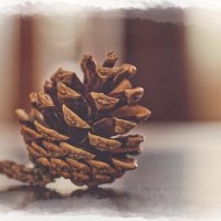 Шишка :: Jakob Dick