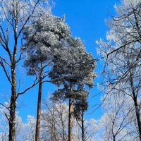 Февральская сказка. :: Ольга Февральская сказка. :: Ольга