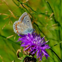 опять про бабочек...462 :: Александр Прокудин
