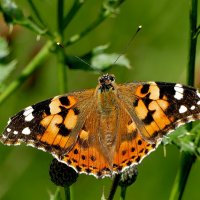 опять про бабочек...465 :: Александр Прокудин опять про бабочек...465 :: Александр Прокудин