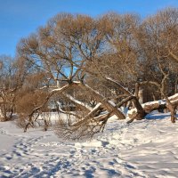 Петергоф. Ольгин пруд :: Наталья Герасимова Петергоф. Ольгин пруд :: Наталья Герасимова