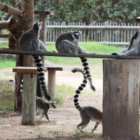 Лемурчики... :: Галина Ильясова