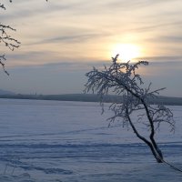 Зимнее солнце :: Ольга 