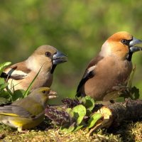 Интересное кино... :: Вячеслав Минаев