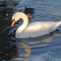 Лебеди на канале, Балтийск :: Рита Симонова