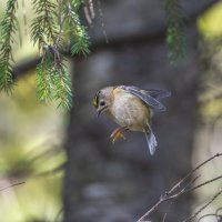 желтоголовый королек. :: юрий макаров