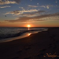 Природа Крыма :: Amazing Cosmea