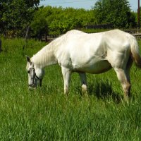 Про белую лошадь. :: nadyasilyuk Вознюк Про белую лошадь. :: nadyasilyuk Вознюк