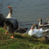 Вожак :: Владимир Гришин