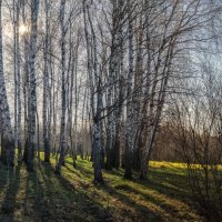 В зеленеющем мае. :: Николай 