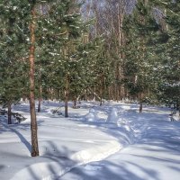 тропа в зимнем лесу :: Валентина. .