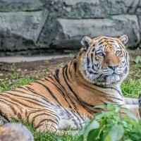 амурский тигр :: Аркадий Лаптенко амурский тигр :: Аркадий Лаптенко