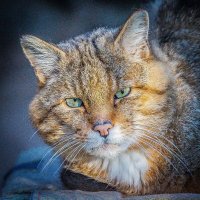 европейский кот :: Аркадий Лаптенко