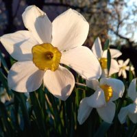 Скоро весна :: Татьяна Пальчикова