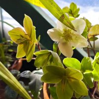 цветы :: Наталья 