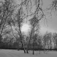 Зимнее  утро :: Нэлли Обертынская