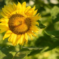 *** :: Светлана Попова