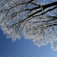 Февральская лазурь :: Ольга Савельева 