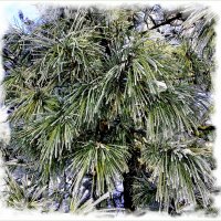 Почти пальма :-) :: Лия ☼