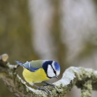 Лазоревка :: Валерий Черняк