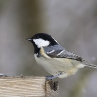 синица московка :: Валерий Черняк синица московка :: Валерий Черняк