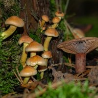 У берёзового пня... :: Николай Гирш