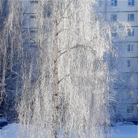 Зимняя берёзка под моим окном! :: Нина Андронова