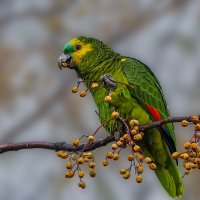 Венесуэльский амазон :: Aleksey Afonin