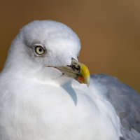 На морском берегу. Чайка. Фотосессия :: Владимир Лазарев