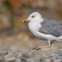На морском берегу. Чайка. Фотосессия :: Владимир Лазарев