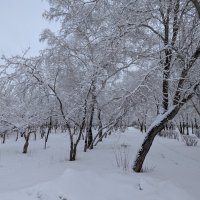 Дерева... :: Андрей Хлопонин