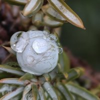 Плоды можжевельника в каплях росы :: Мариша Плоды можжевельника в каплях росы :: Мариша