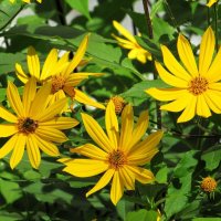 Топинамбур :: Лариса С.