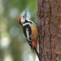 ... :: Вячеслав Минаев