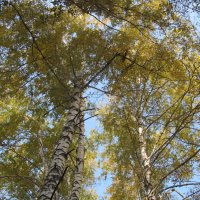 сентябрь в берёзовой аллее :: Елена Шаламова