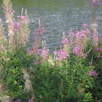 Иван-чай :: Елена Шаламова