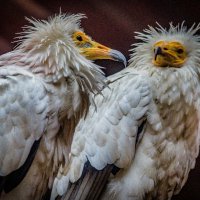 стервятники :: Аркадий Лаптенко стервятники :: Аркадий Лаптенко