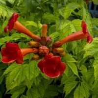 Текома  Кампсис :: Валентин Семчишин