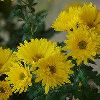 Жёлтые  Хризантемы :: Валентин Семчишин