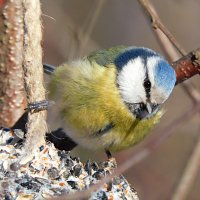 Лазоревка :: Лина 