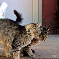 Любовь :: Татьяна Пальчикова