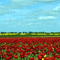 Тюльпаны. :: Константин Белоногов