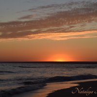 Природа Крыма :: Amazing Cosmea