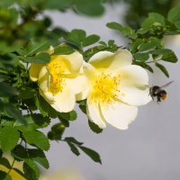 Никто не устроит перед ароматом летнего шиповника) :: Николай Зиновьев